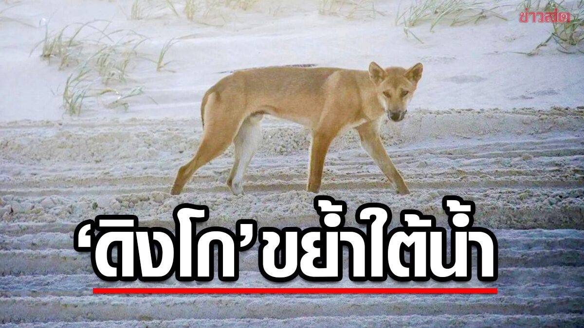 6 ขวบถูก “หมาป่ากิงโก” ขย้ำกัดจากใต้น้ำ ครอบครัวช่วยทัน-รอดหวุดหวิด