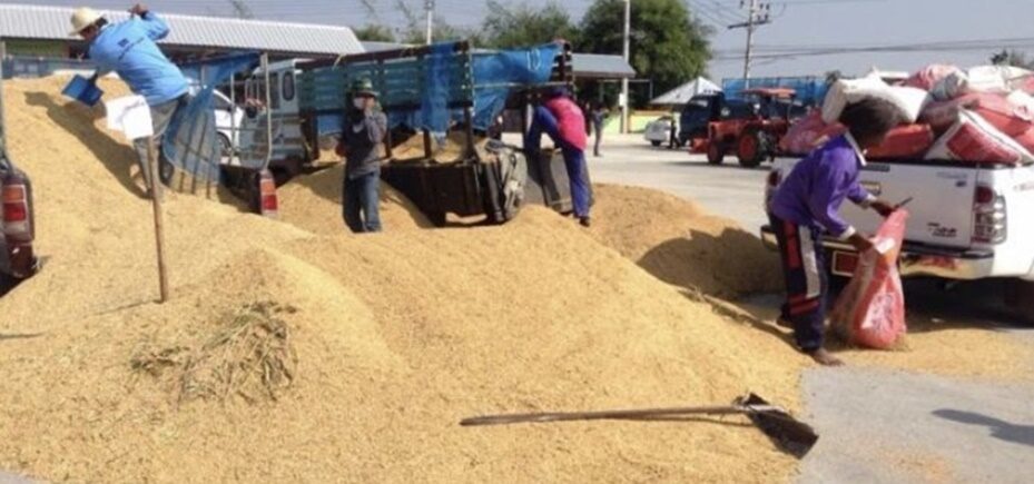 ジャック！  2 月のタイ米の輸出は、顧客の注文が遅れたため、25% 減少して 60 万トン未満になりました。