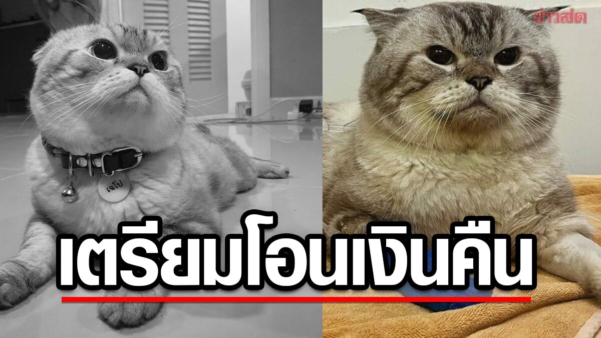 ไม่สร้างแล้วหุ่น เฉโป หลังเจอดราม่าบริจาค เจ้าของแมวเตรียมชี้แจง คืนเงินคนโอน