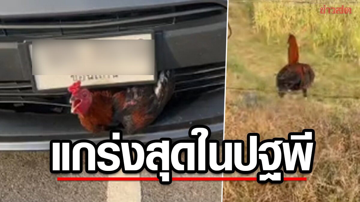 แห่ส่องทะเบียนไม่พัก! ไก่ที่แข็งแกร่งที่สุดในปฐพี ถูกเก๋งชนติดคาหน้ารถ อึ้งยังรอด