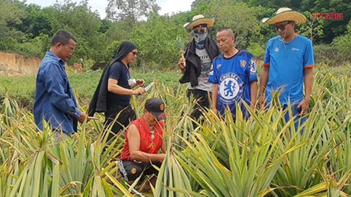 ธูปเทียนมาพร้อม แห่ขอโชค ต้นสับปะรด ประหลาด เปิดเลขเด็ดลุ้นรวย