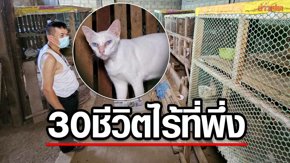 วอนช่วย แมวกว่า 30ชีวิต หลังเจ้าของเสียชีวิตกะทันหัน ไร้ที่พึ่งไม่มีคนดูแล