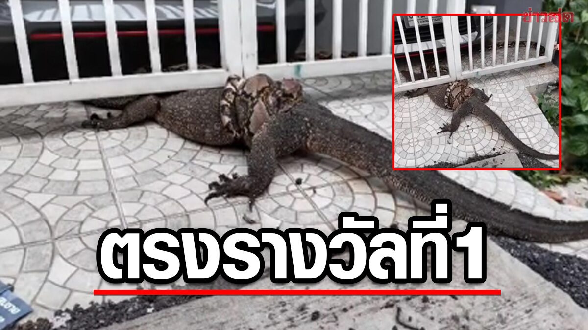 ชาวเน็ตเสียดายเห็นช้าไป! งูเหลือมรัดตัวเงินตัวทอง เลขที่บ้านออกรางวัลที่ 1 เต็มๆ