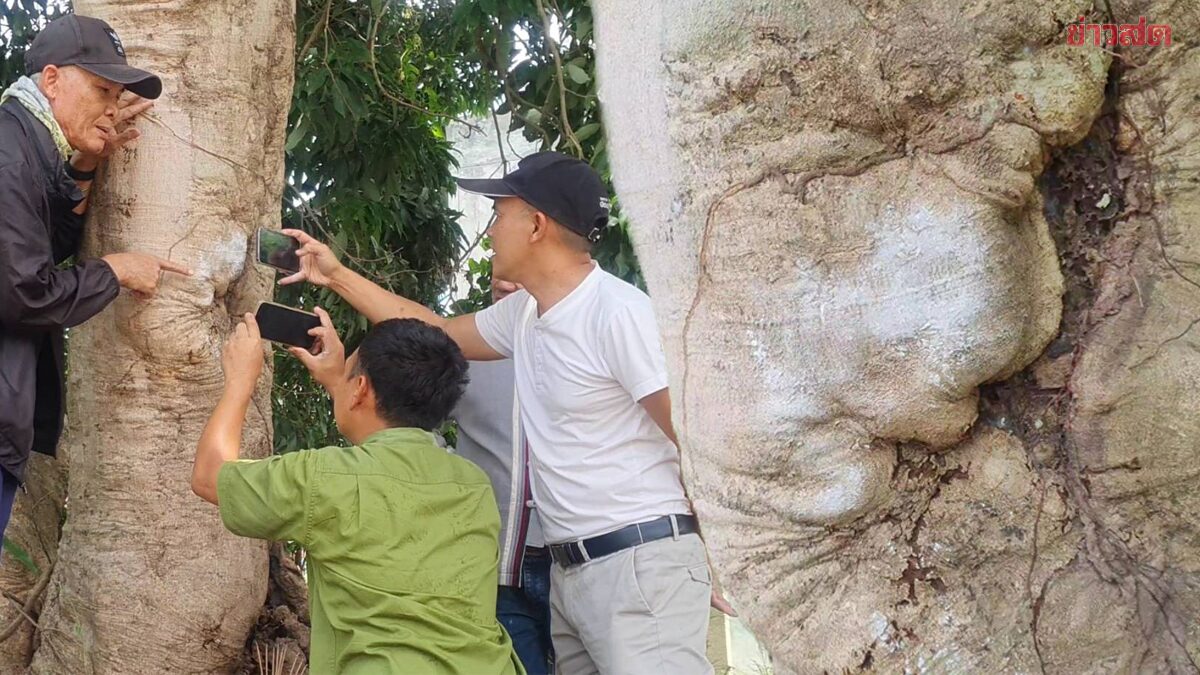 คอหวยตะลึง! ต้นลิ้นจี่ใบหน้าคน โผล่กลางต้น ส่องเจอเลขเด็ด 2-3 ตัว จุดธูปได้หวยอีก