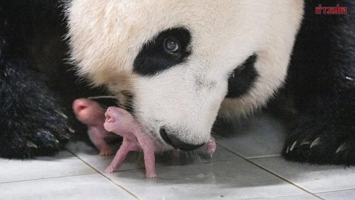 สุดปลื้มใจ! สวนสัตว์เกาหลีใต้ฉลองต้อนรับลูก 'แพนด้าแฝดคู่แรก' ลืมตาดูโลก