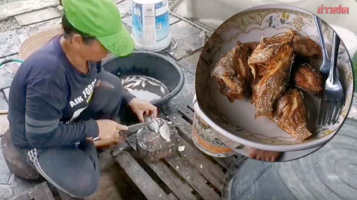 ระบาดผิดจังหวัด คนนนท์คนจริง จับ ปลาหมอคางดำ ทำแดดเดียว-ทอด ซัดเหลือแต่ก้าง