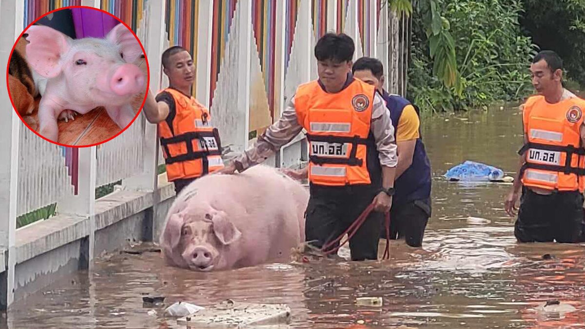 ลาก่อนนะ! กลับดาวหมูแล้ว ท่วมปีนี้พราก"บำเรอ"ไปจากเรา ขอบคุณทุกคนที่เอาใจช่วยให้รอดจากน้ำเมื่อวาน