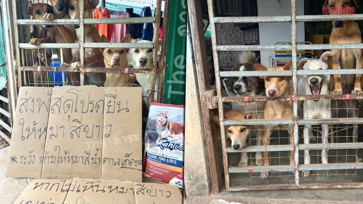 เปิดใจเจ้าของหมาสีขาว เขียนป้ายเขย่าถุงอาหาร หมาสีน้ำตาลจะไปตามหมาสีขาวมาให้