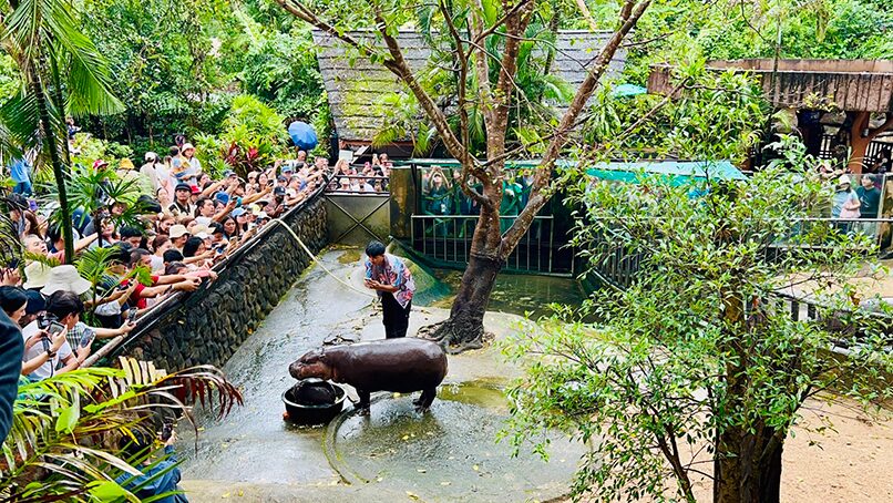 หมูเด้ง เฟมัสเว่อร์ มุ่งหน้าเขาเขียว แห่เกาะขอบบ่อ ชื่นชมความดุ๊กดิ๊ก 