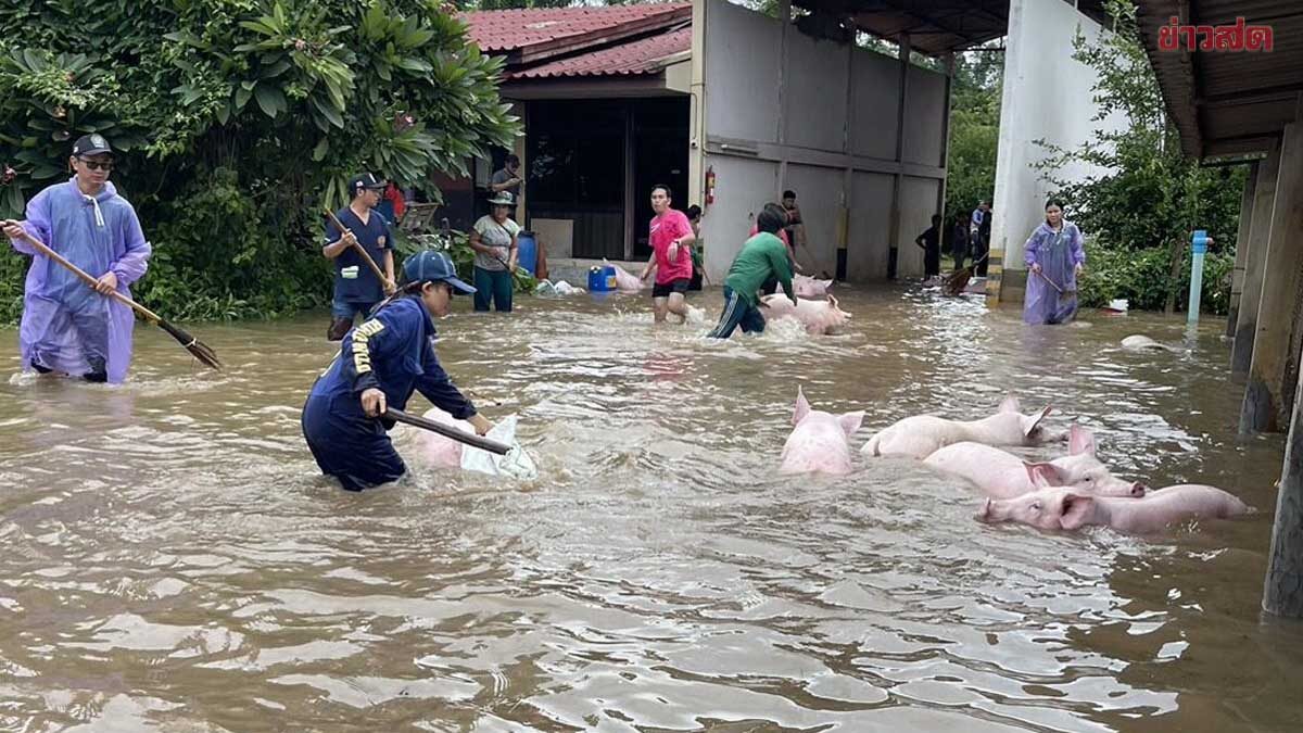 หมู 3,000 ตัว จมน้ำนาน 3 วัน ตาย 300 ตัว เจ้าของฟาร์มทำใจ เสียหาย 21 ล้าน