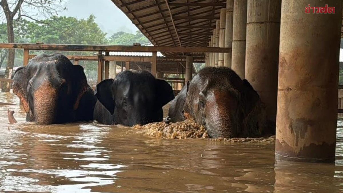 ปางช้างเชียงใหม่ ย้าย ช้างหนีน้ำท่วม หลังระดับน้ำเพิ่มขึ้นสูงอย่างต่อเนื่อง ฝนยังตกหนัก