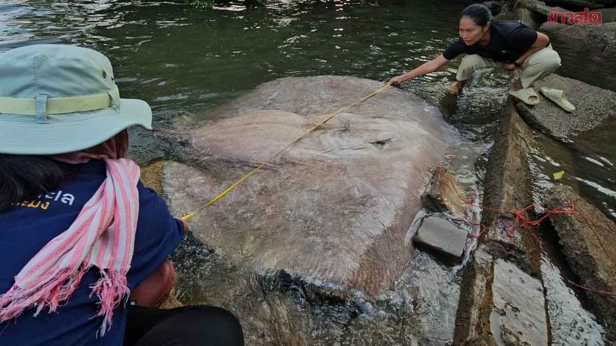 สลด พบซากกระเบนราหู ใหญ่กว่า 2 เมตร ริมทะเลดอนหอยหลอด น่าเศร้าหางถูกตัด