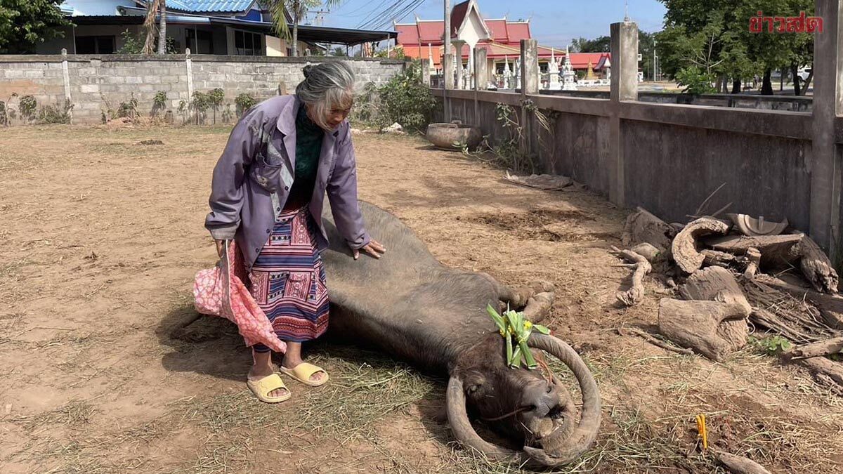 เจ้าของสุดเศร้า นิมนต์พระ ทำพิธีฝัง ยายงอบ ควายแสนรู้ ที่เลี้ยงมา 36 ปี