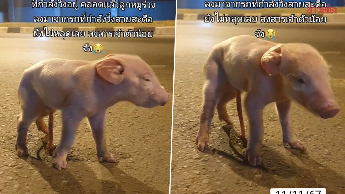 สาวตะลึง มากินข้าวรอบดึก รถขนหมูเข้าโรงเชือดวิ่งผ่าน จู่ๆ แม่หมูท้องแก่คลอดลูก ร่วงกลางถนน