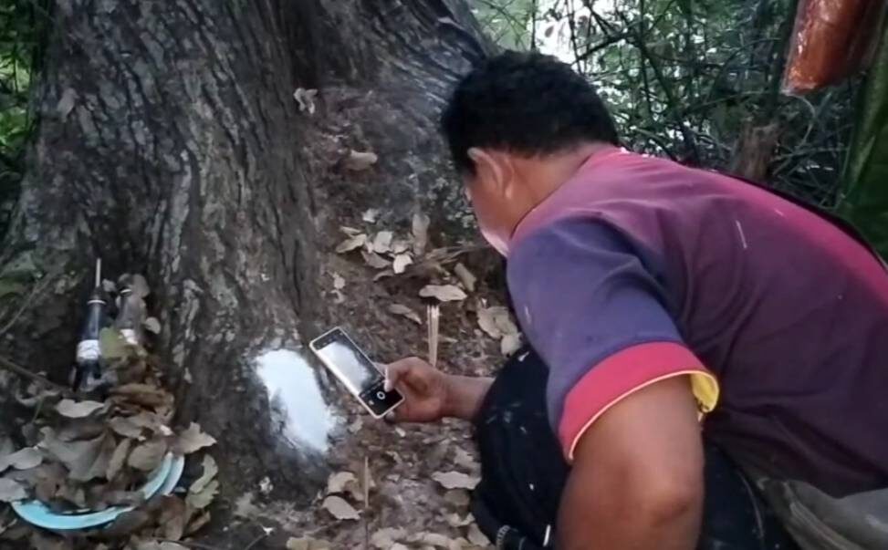 Villagers hope for lottery luck from century-old Takian trees | News by Thaiger